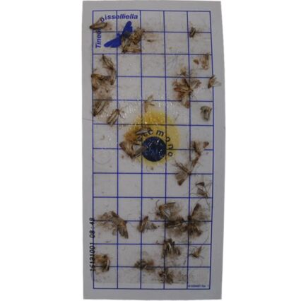 REZERVA CAPCANA GEO PAD MOLII LANA