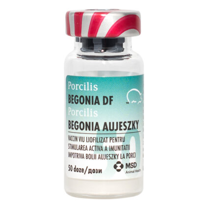 Porcilis Begonia