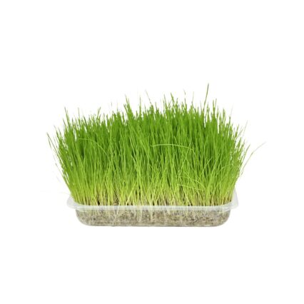 IARBA PISICII FLAMINGO (SEMINTE)