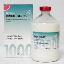 Nobilis IB Multi ND EDS x 1000 dz
