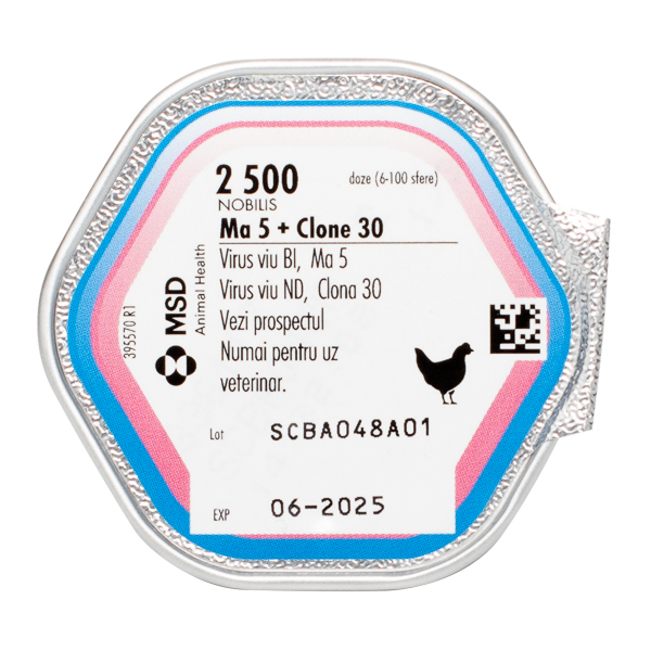 Nobilis MA5 Cl30 x 2500 dz