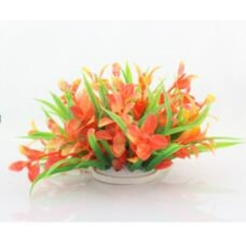 Planta decorativa Cryptocoryne model Flamingo 10cm