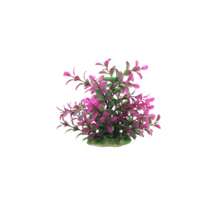 Decor pentru acvariu Rotala Rotundfoliu 16cm