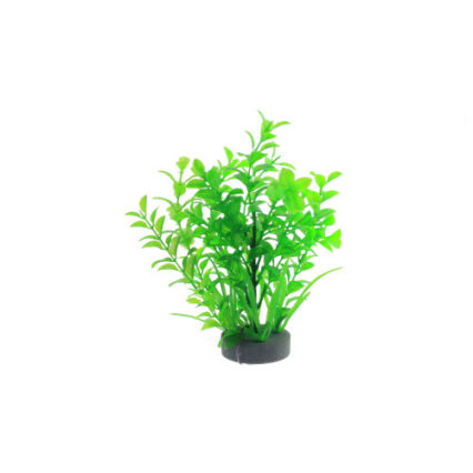 Planta decorativa pentru acvariu Micranthemum 19 cm
