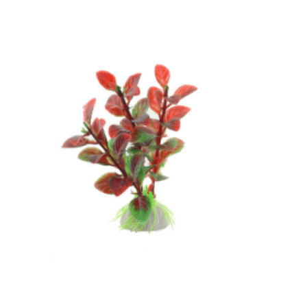 Planta decorativa pentru acvariu Enjoy Ludwigia rosie 10 cm